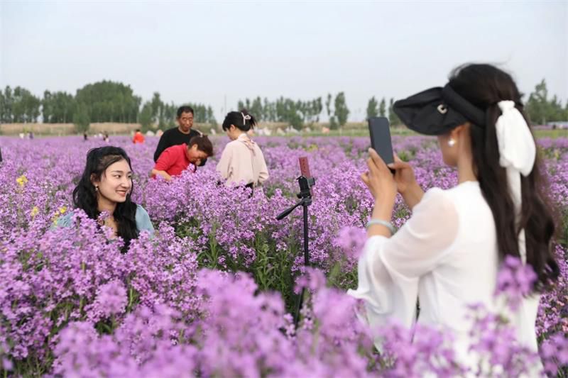 10萬余人次！太極莊首屆紫色油菜花節(jié)收官